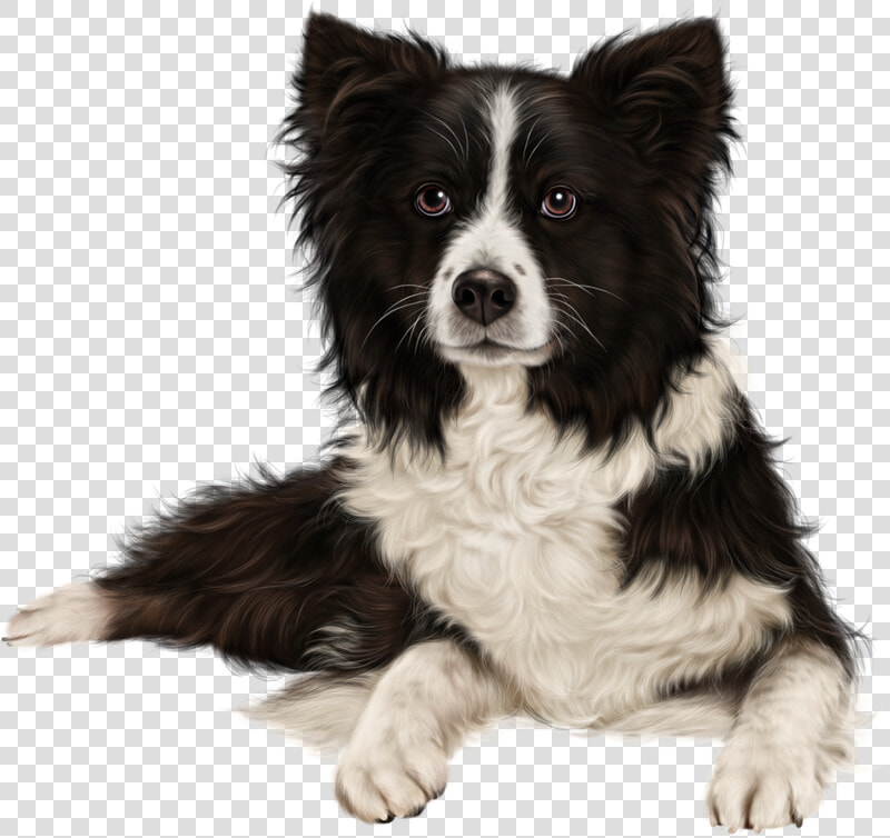 Rough Collie Border Collie Puppy Sheltie Australian   Border Collie Collie Transparent Background  HD Png DownloadTransparent PNG