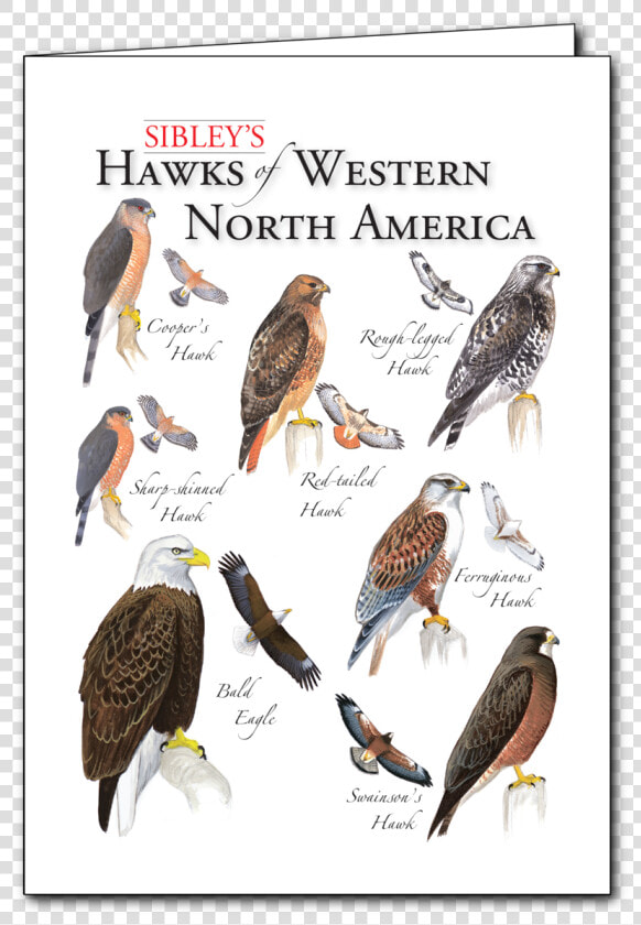 Sibley S Hawks Of Western Na Regional Card   Osprey  HD Png DownloadTransparent PNG