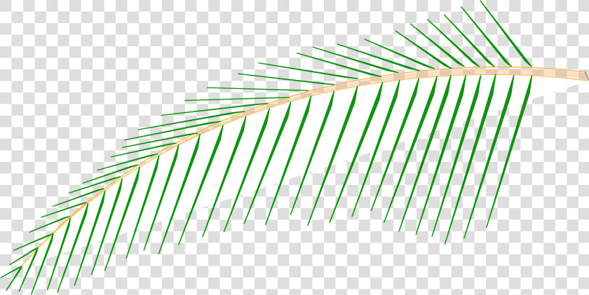 Leaf Of Coconut Tree   Gambar Biground Spanduk Pohon Kelapa  HD Png DownloadTransparent PNG