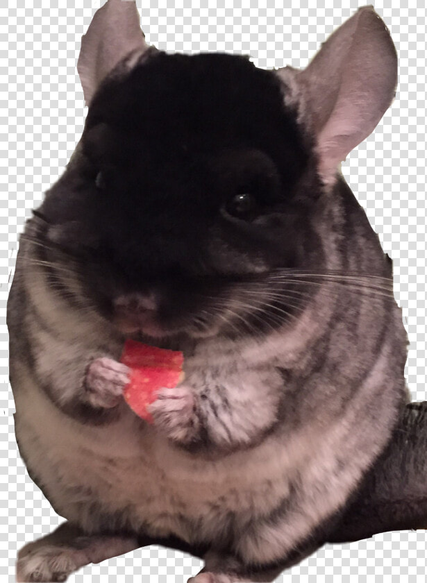  chinchilla   Mouse  HD Png DownloadTransparent PNG