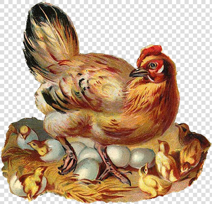 Transparent Baby Chicks Clipart  HD Png DownloadTransparent PNG