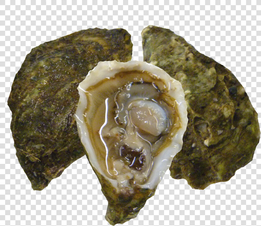 Kumiai Oysters  HD Png DownloadTransparent PNG