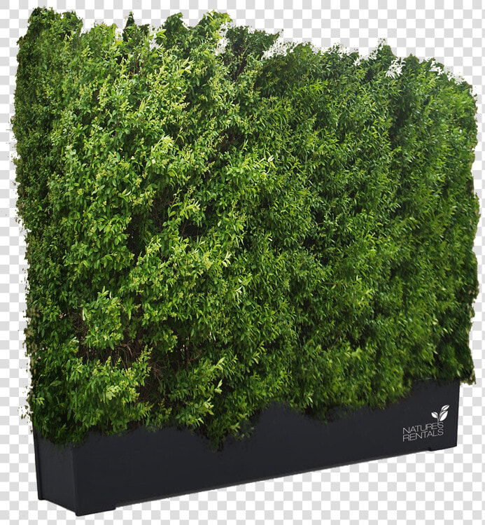 Hedge Png Transparent Background Get Hedges Pictures  Png DownloadTransparent PNG