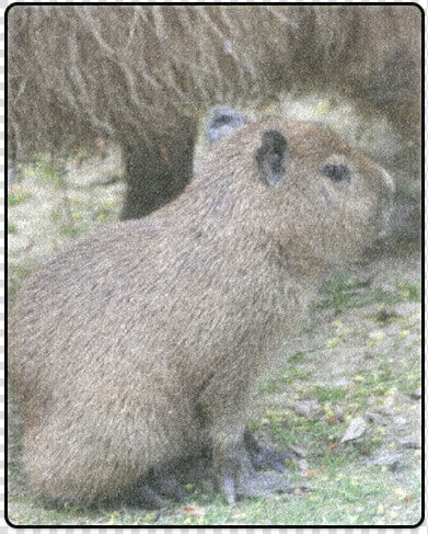 Capybara Baby Blanket 40 X50   Capybara  HD Png DownloadTransparent PNG