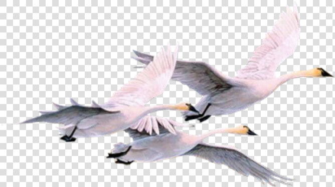  pajaros  pajaro  swan  swans  gooses  geese  duck   Swans  HD Png DownloadTransparent PNG