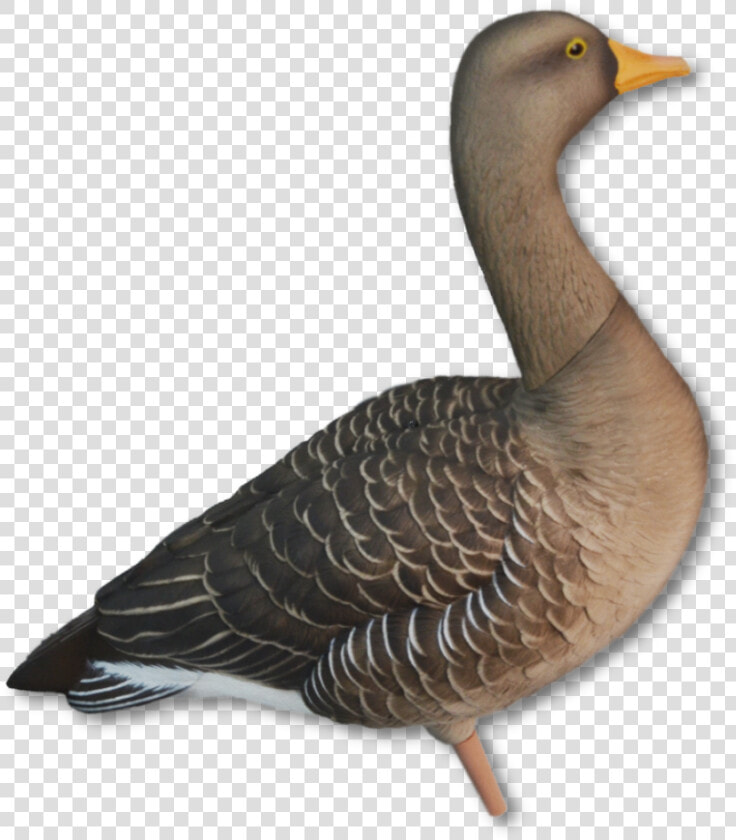 Image Of The Avian x Greylag   Avian X Greylag  HD Png DownloadTransparent PNG