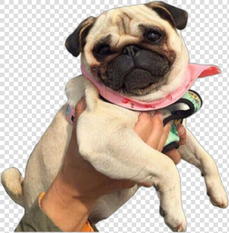  pug  png   Pug Png  Transparent PngTransparent PNG