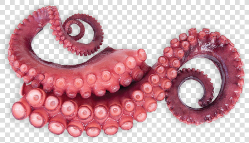  tentacles  octopus  sticker   Tentaculos De Pulpo  HD Png DownloadTransparent PNG