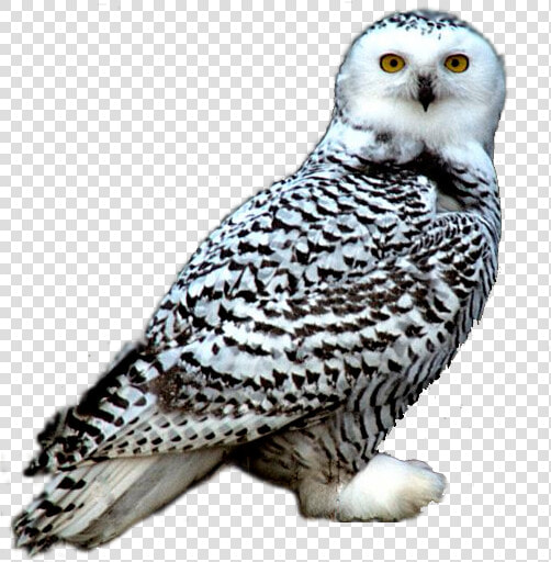 Snowy Owl Night Owl Clipart   Snowy Owl Transparent Png  Png DownloadTransparent PNG