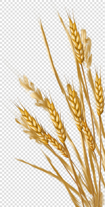 Wheat   Wheat Png  Transparent PngTransparent PNG