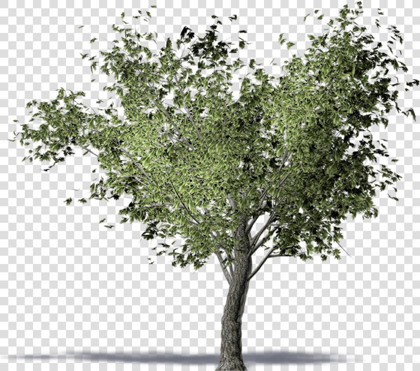 Twig American Elm Olive Tree Computer aided Design   Olive Tree 3d Png  Transparent PngTransparent PNG