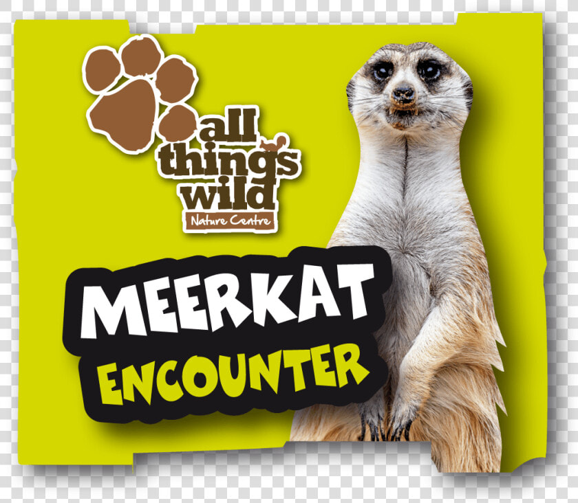 Meerkat  HD Png DownloadTransparent PNG