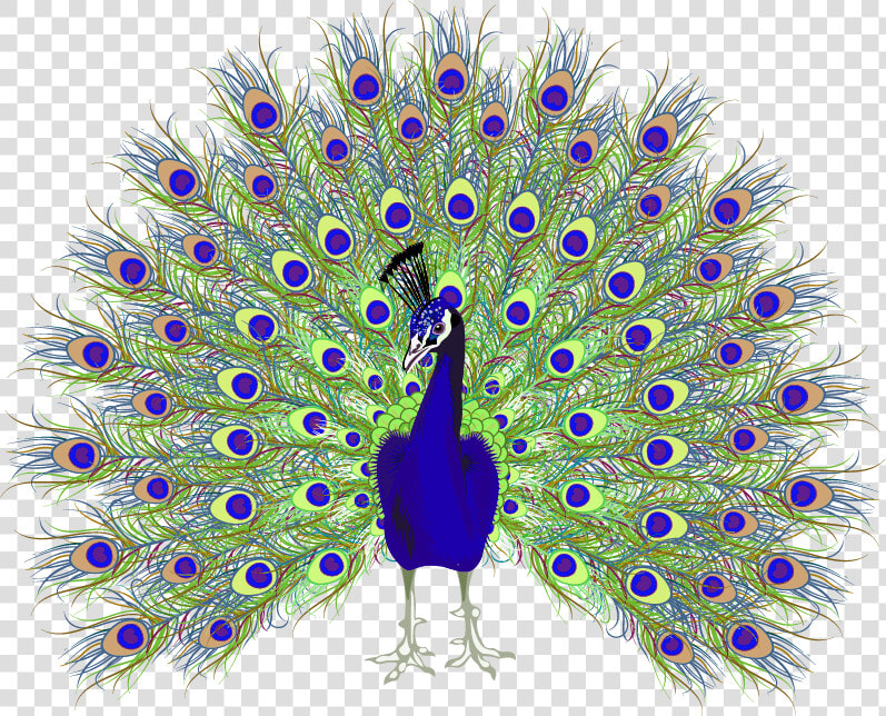 Peafowl Euclidean Vector   Peacock Png  Transparent PngTransparent PNG