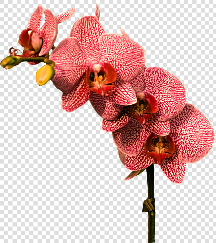 Transparent Orchids Png   Red Orchid Flowers Png  Png DownloadTransparent PNG