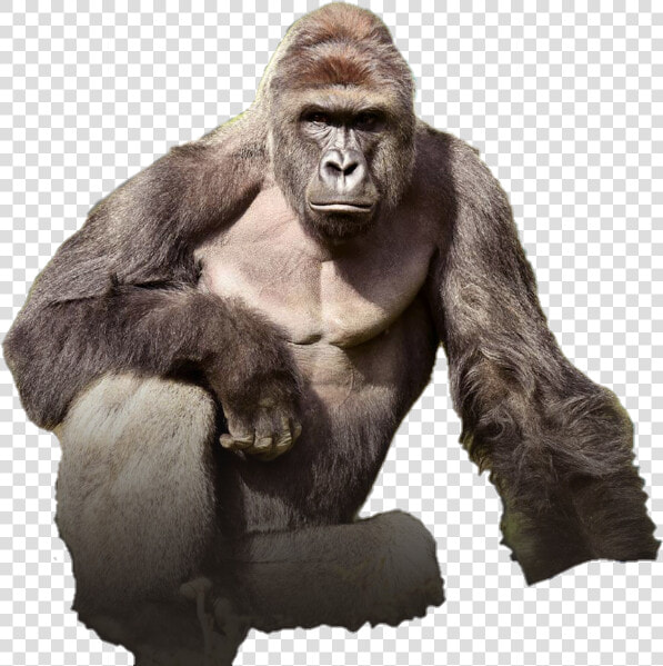 Harambe Png  Picture   Gorilla Cincinnati Zoo  Transparent PngTransparent PNG