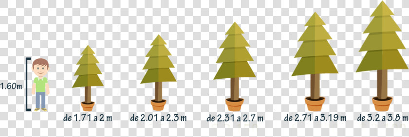 Tamaños De Árboles De Navidad   Arboles De Navidad Png  Transparent PngTransparent PNG