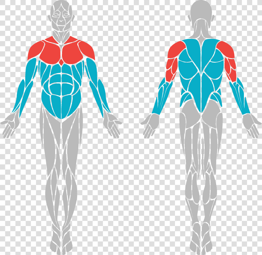 Bullets   Muscles Front And Back  HD Png DownloadTransparent PNG