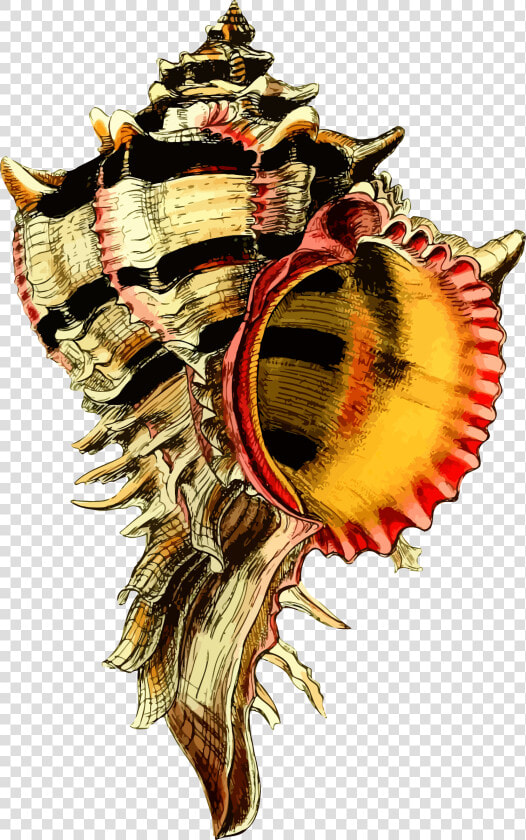 Sea Shell 44 Clip Arts   Lord Of The Flies Visual Project  HD Png DownloadTransparent PNG