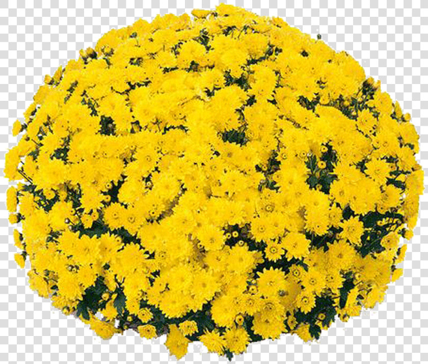 Belgian Mums® Padre Yellow   Yellow Mum  HD Png DownloadTransparent PNG