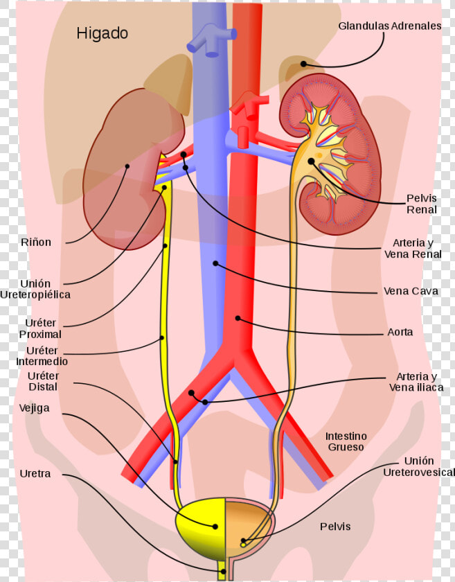 Urinary System Process  HD Png DownloadTransparent PNG