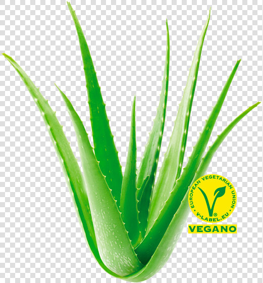 Descubre Las Propiedades Del Aloe Vera Las Coronas   Agave  HD Png DownloadTransparent PNG