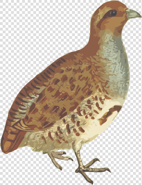 Grey Partridge   Gray Partridge Png  Transparent PngTransparent PNG