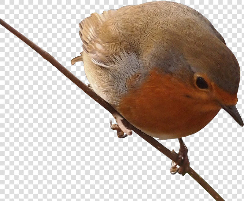 Robin Png Free Background   European Robin  Transparent PngTransparent PNG