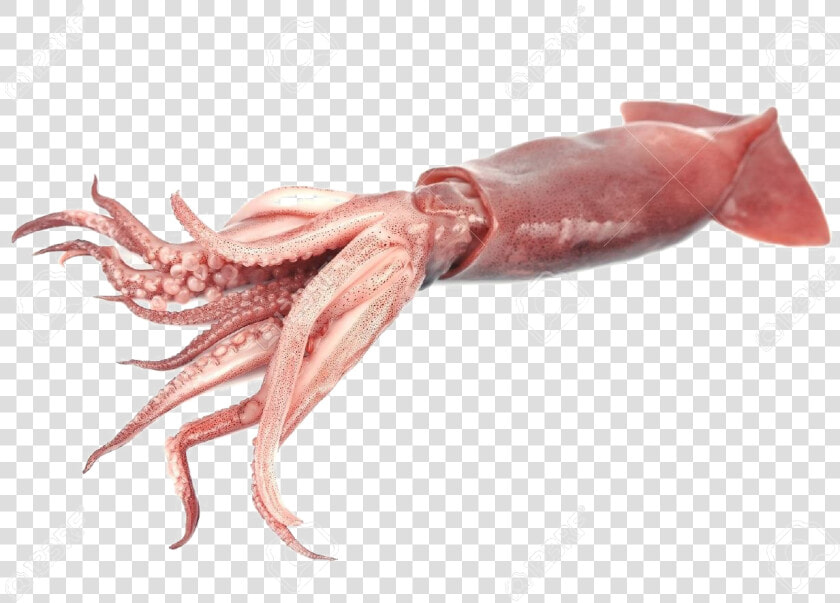 Giant Squid Transparent Png   Squid Png  Png DownloadTransparent PNG