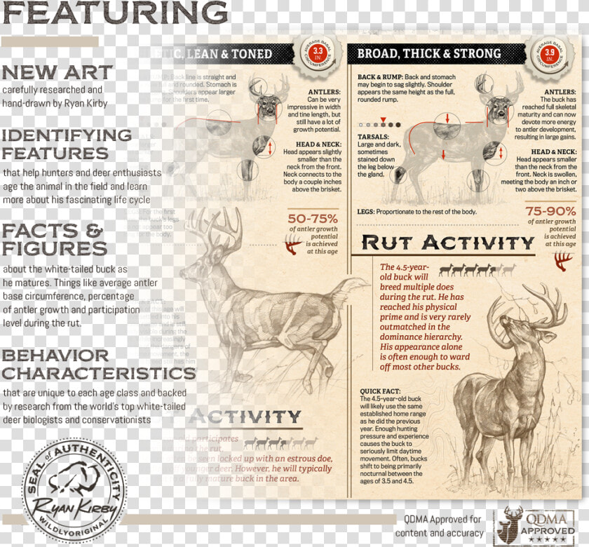 Ryan Kirby Growth Maturity Whitetail Buck Features  HD Png DownloadTransparent PNG