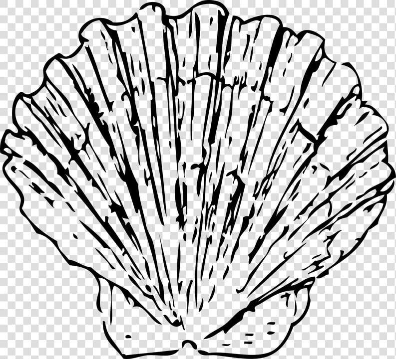 Scallop  Shell  Seashell  Clam  Marine  Ocean  Aquatic   Scallop Black And White  HD Png DownloadTransparent PNG