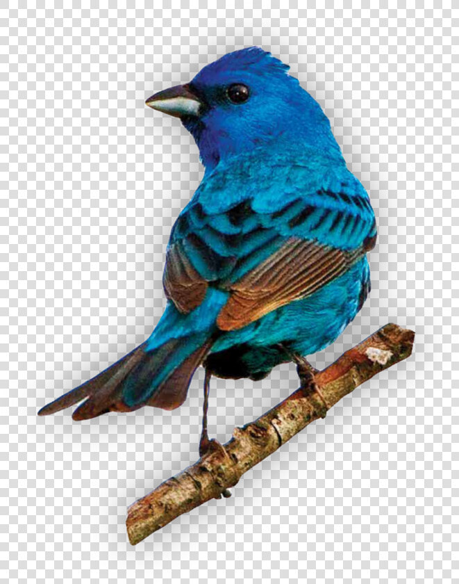  bird  bluebird  piroskab  freetoedit   Indigo Bunting  HD Png DownloadTransparent PNG