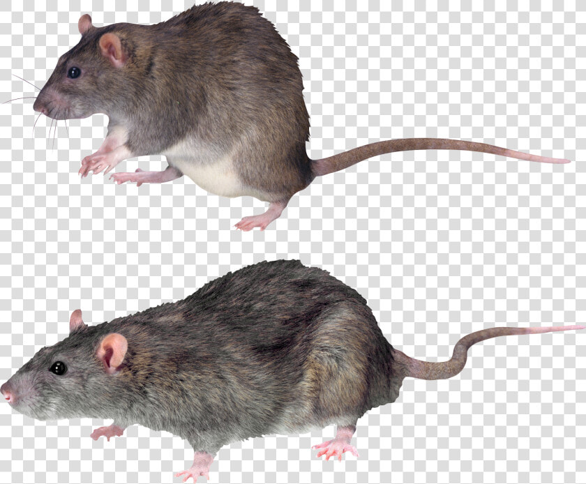 Mouse  Rat Png Image   Mouse Transparent Background  Png DownloadTransparent PNG