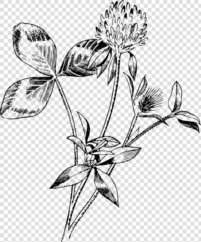 Red Clover   Drawings Of Red Clover  HD Png DownloadTransparent PNG