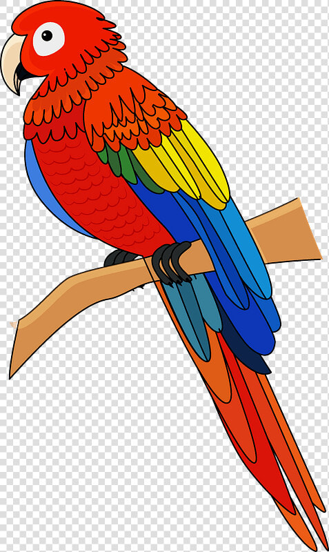 Macaw Clipart   Macaw  HD Png DownloadTransparent PNG