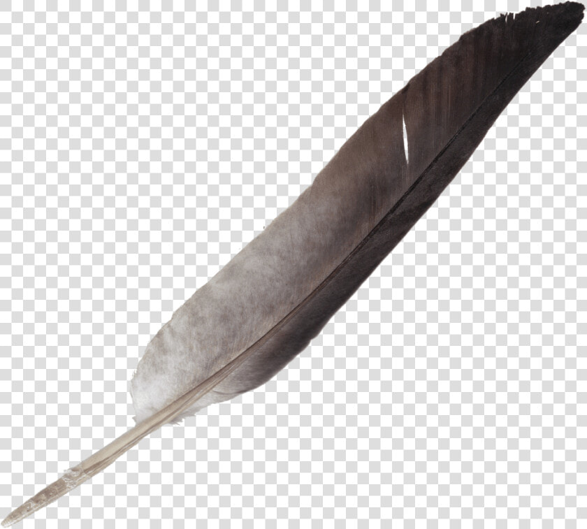 Transparent Tribal Feather Png   Transparent Background Feather Pen Png  Png DownloadTransparent PNG