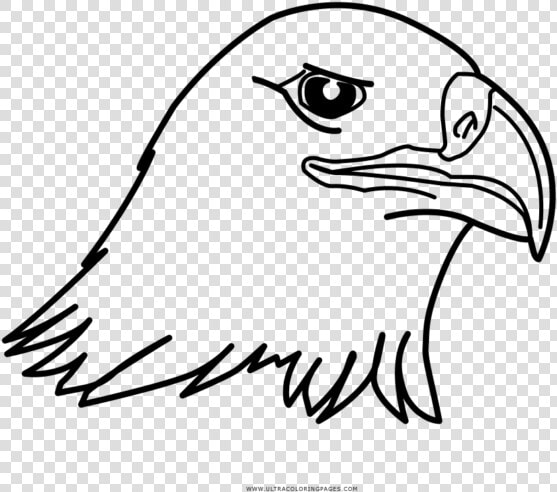 Aguila Para Colorear  HD Png DownloadTransparent PNG