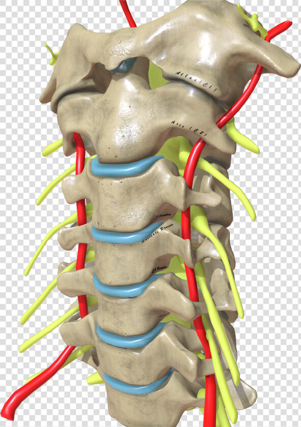 Cervical Spine Oblique View  HD Png DownloadTransparent PNG