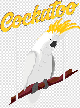 Cockatoo Png  Transparent PngTransparent PNG