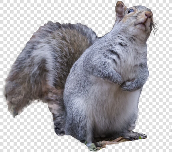 By Karen Burke On   Angry Squirrel Png  Transparent PngTransparent PNG