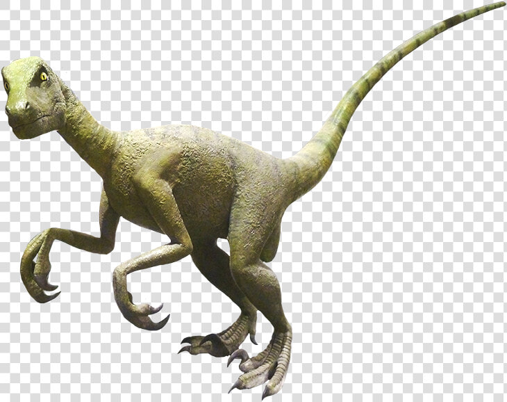 Velociraptor Clipart   Real Dinosaur Clipart  HD Png DownloadTransparent PNG