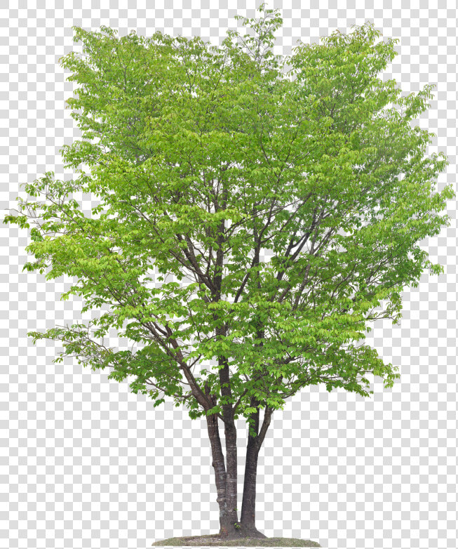  tree  birch  greenery  overlay Pub Dom Ca  freetoedit   Multi Stem Tree Png  Transparent PngTransparent PNG