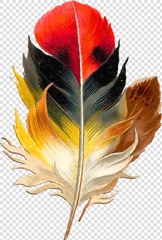 Antique Images Clip Art Beautiful Multi Colored   Colorful Bird Feather Png  Transparent PngTransparent PNG