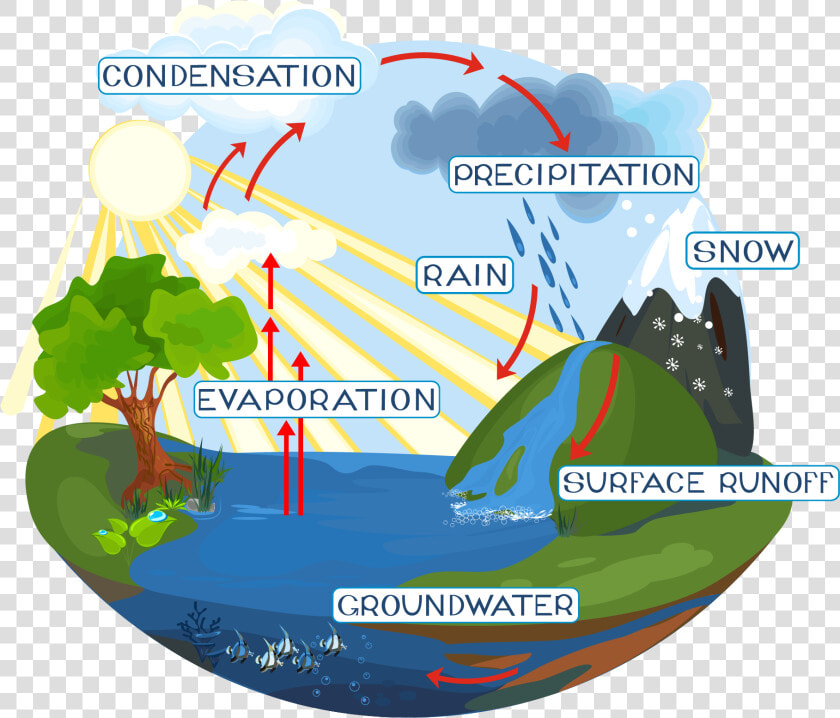 Water Cycle   Labelled Diagram Of Water Cycle  HD Png DownloadTransparent PNG