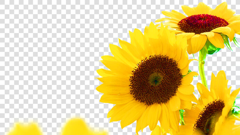 Common Sunflower Jerusalem Artichoke Sunflower Seed   Sunflower Corner Border Transparent  HD Png DownloadTransparent PNG