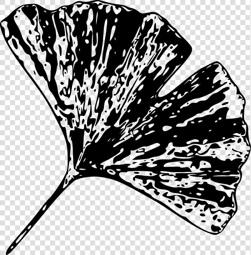 Black And White Gingko Leaf  HD Png DownloadTransparent PNG