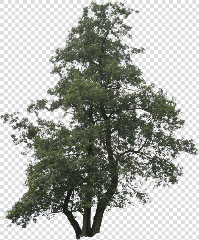 Cut Out Trees Png   Png Tree Cut Out  Transparent PngTransparent PNG