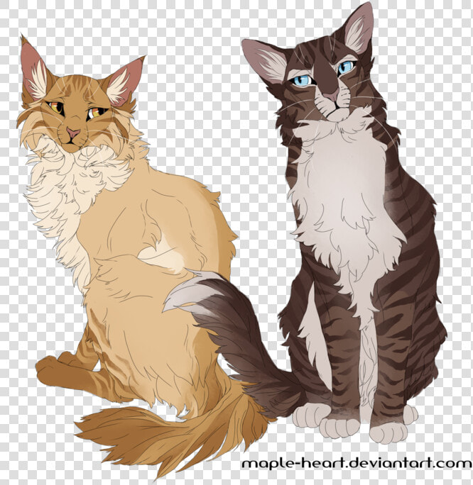 Warrior Cats Maine Coon  HD Png DownloadTransparent PNG