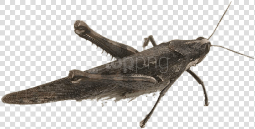 Winged Insect arthropod cricket   Locust  HD Png DownloadTransparent PNG