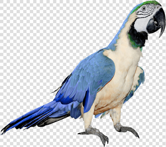 Blue Parrot   Blue And White Parrot  HD Png DownloadTransparent PNG