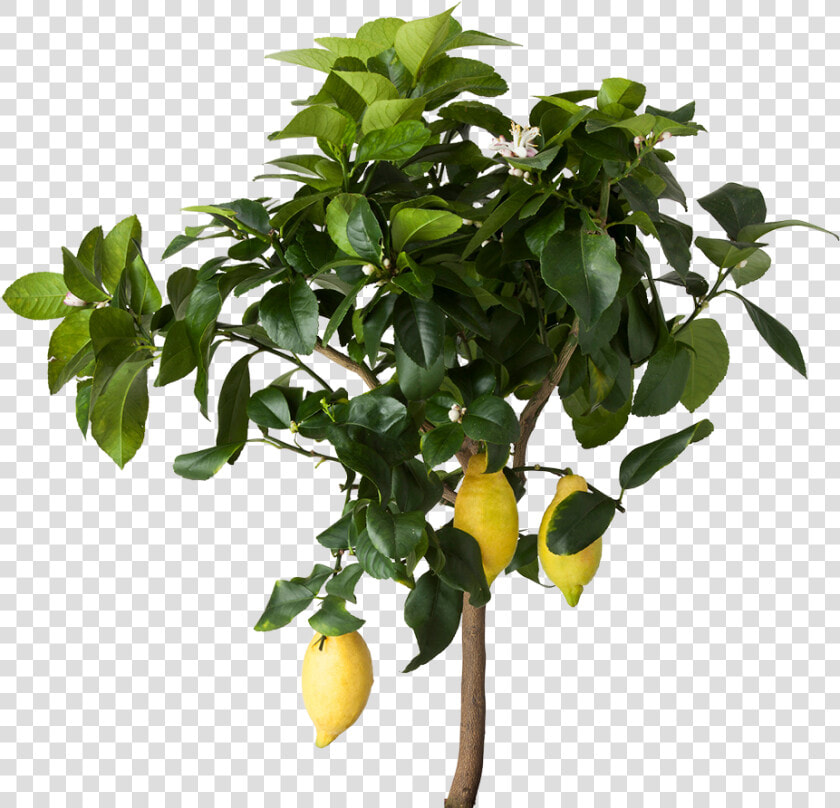 Lemon Tree Png   Transparent Lemon Tree Png  Png DownloadTransparent PNG